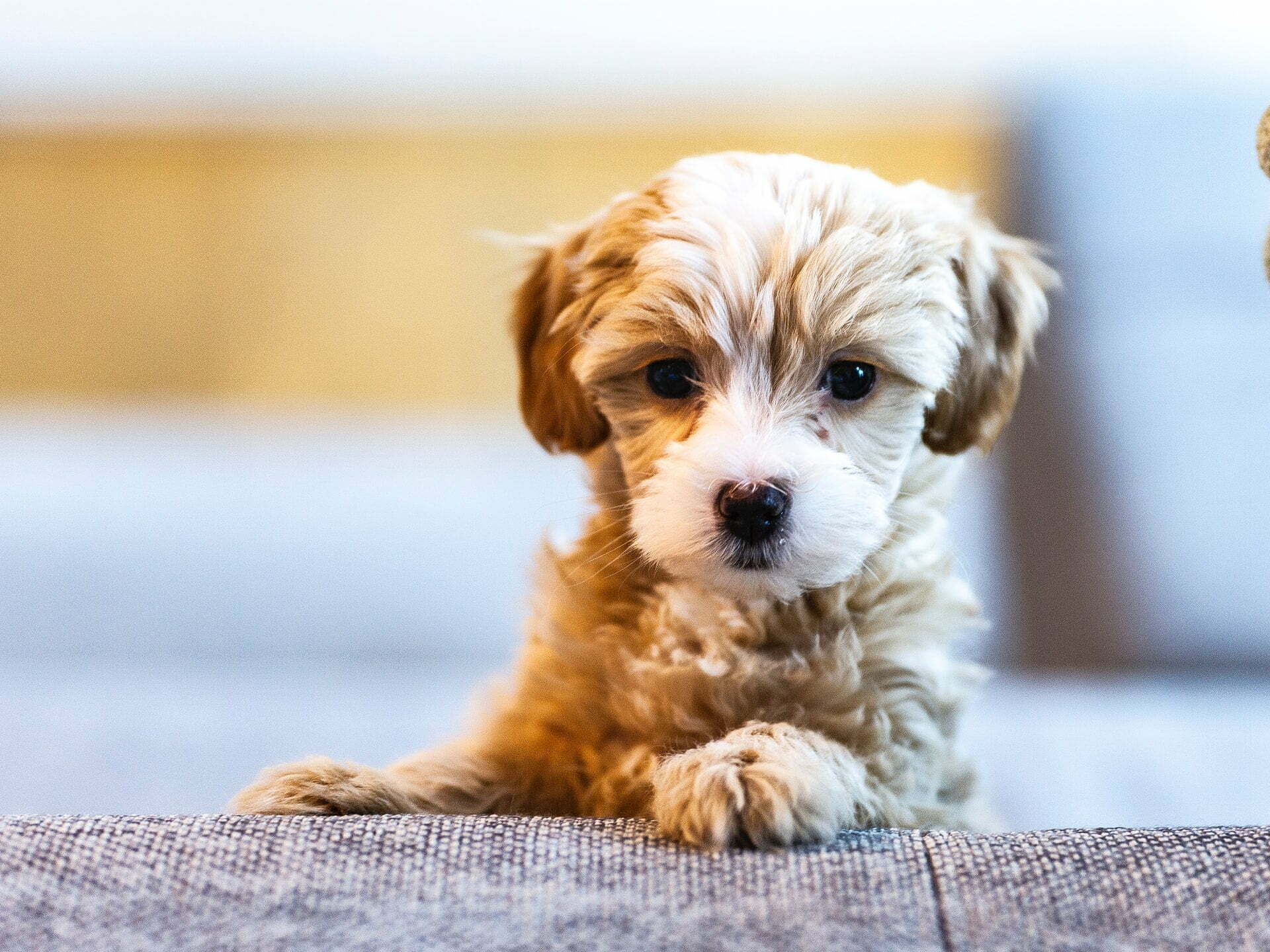 a puppy sitting on a couch